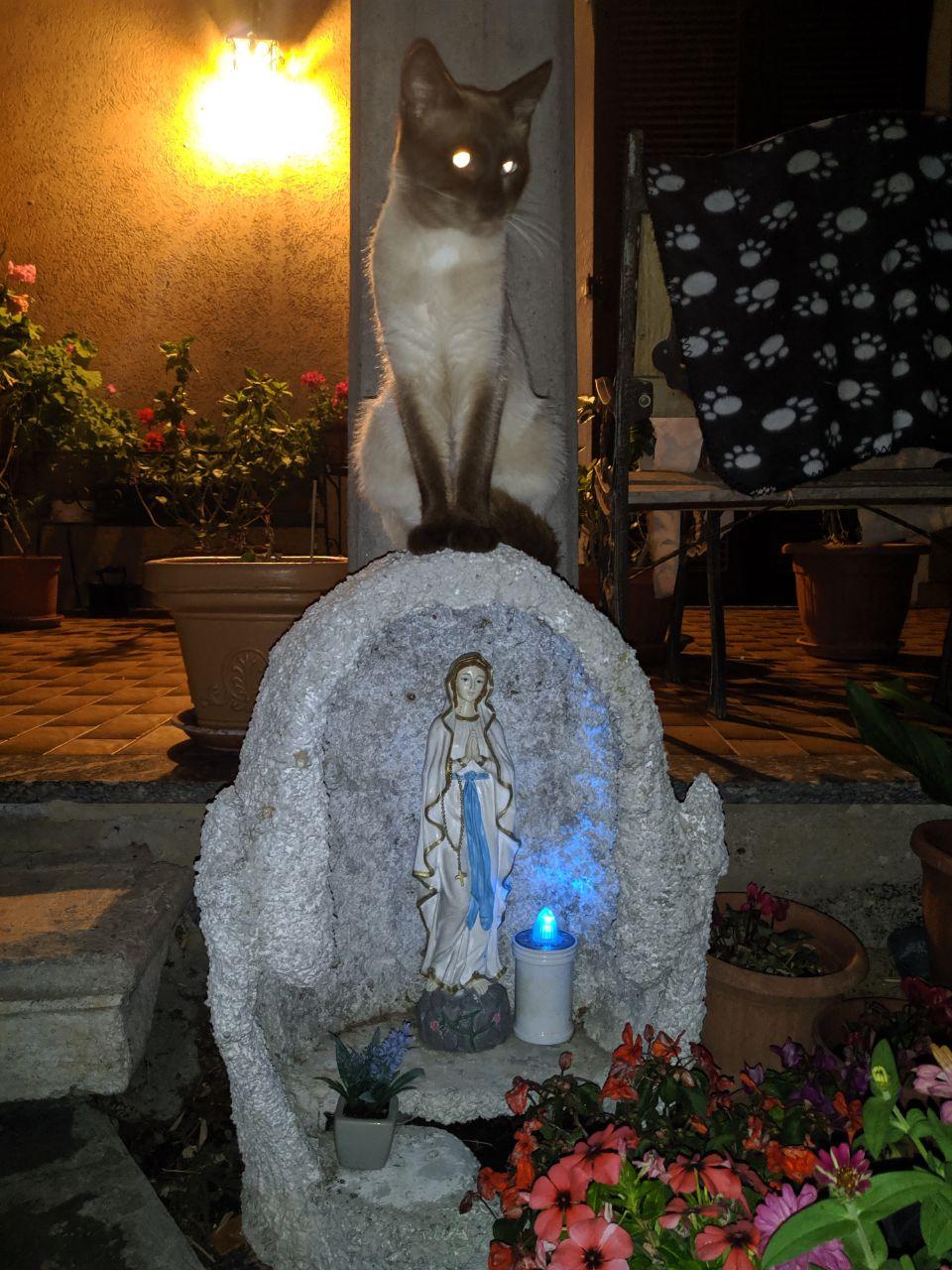 Another male cat, Frederico, being blessed and beloved