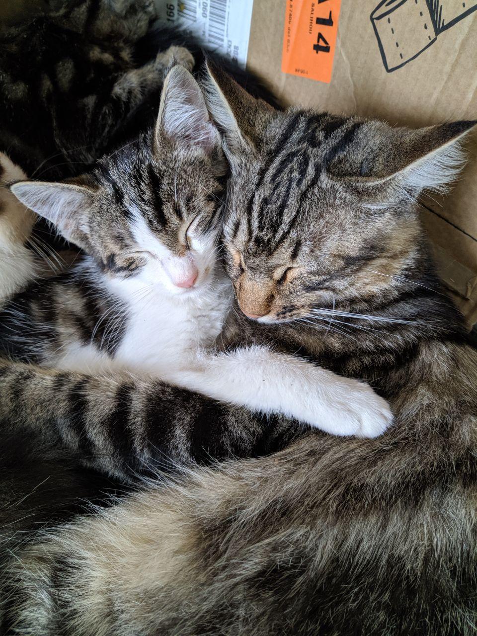Two cats, Mimma and Camilla, hugging each other