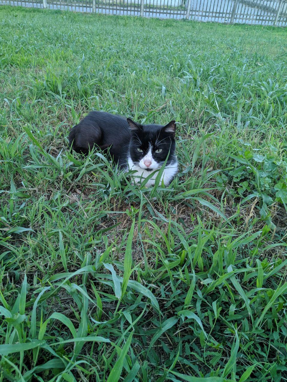 An injured male cat, Felonious, sitting on grass