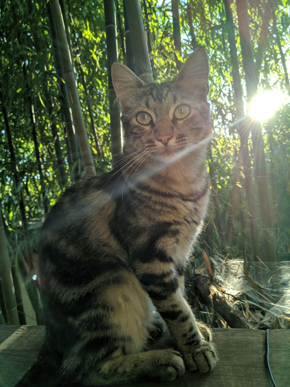 A male cat, Mimmo, posing in front of some trees