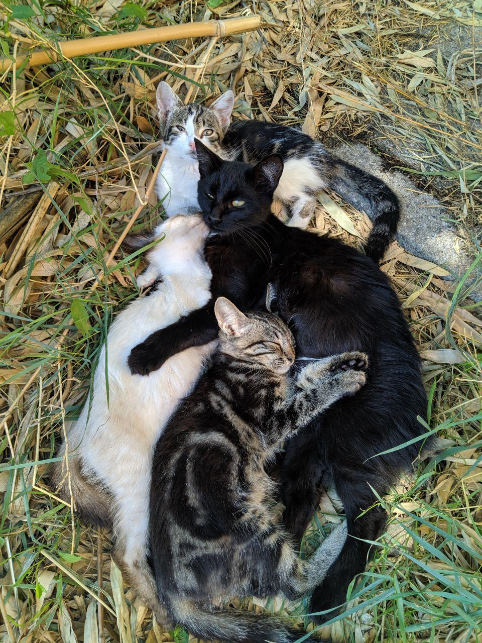 A female cat, Shaniqua, with 3 other female kittens: Mimma, Cappuccina and Camilla