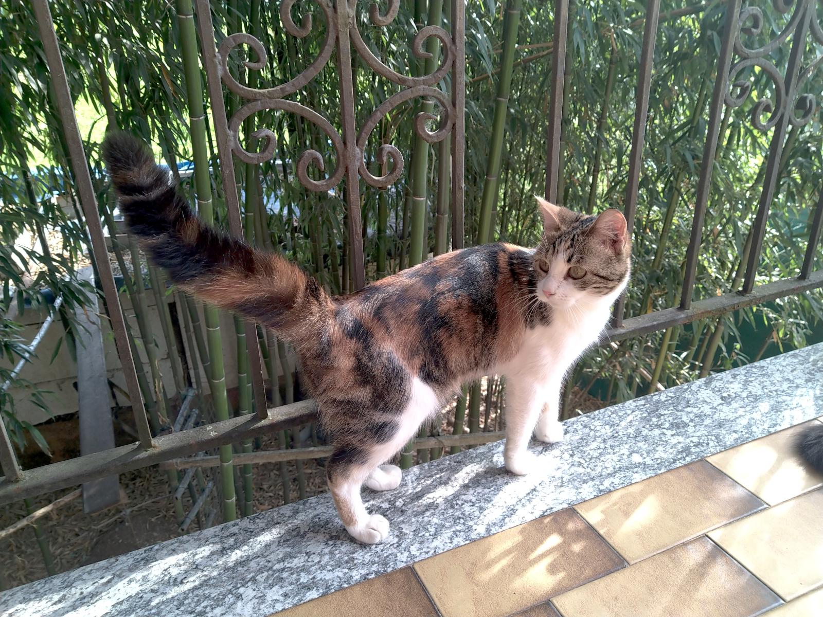 Amicia on a balcony with her tail in the air