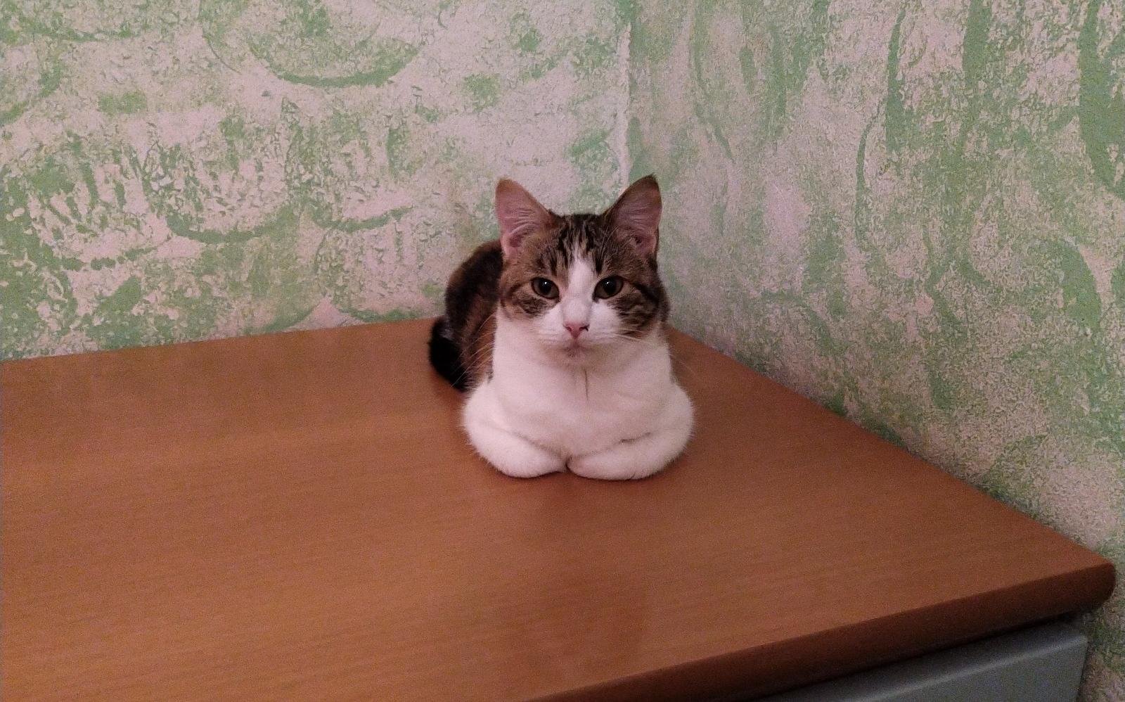 Amicia on a desk looking judgmental