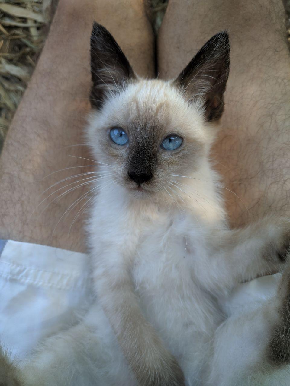 A female cat, Cappuccina, on Sergio's lap